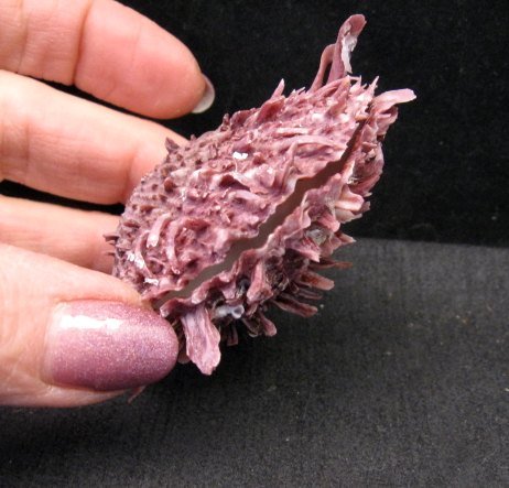 Image 3 of Purple Spiny Oyster Navajo Silver Ring Sz6-1/2 by Happy Piasso